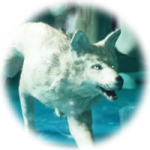 white wolf